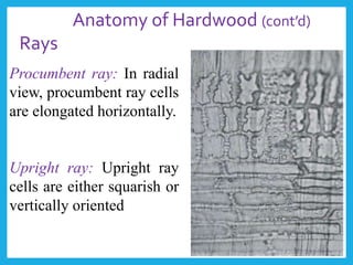 Procumbent ray: In radial
view, procumbent ray cells
are elongated horizontally.
Upright ray: Upright ray
cells are either squarish or
vertically oriented
Anatomy of Hardwood (cont’d)
Rays
 