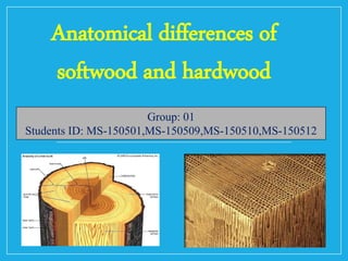 Anatomical differences of
softwood and hardwood
Group: 01
Students ID: MS-150501,MS-150509,MS-150510,MS-150512
 