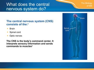 What does the central nervous system do? The central nervous system (CNS) consists of the: 1 Brain Spinal cord Optic nerves The CNS is the body’s command center. It interprets sensory information and sends commands to muscles 3 The Biology of MS Spinal cord Brain 