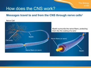 How does the CNS work? Messages travel to and from the CNS through nerve cells 3 The Biology of MS Myelin surrounds the nerve fibers, protecting them like the coating of a wire 1 Nerve Cell  Nerve fibers (or axon) Myelin Nerve fibers (or axon) Cell body Myelin 