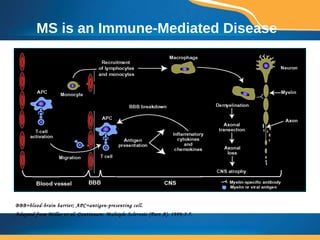 MS is an Immune-Mediated Disease BBB=blood-brain barrier; APC=antigen-presenting cell. Adapted from Miller et al.  Continuum: Multiple Sclerosis (Part A).  1999;5:7. 