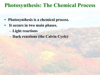 Photosynthesis: The Chemical Process

• Photosynthesis is a chemical process.
• It occurs in two main phases.
   – Light reactions
   – Dark reactions (the Calvin Cycle)
 