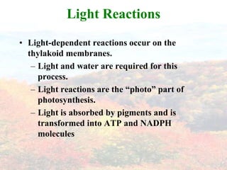 Light Reactions
• Light-dependent reactions occur on the
  thylakoid membranes.
   – Light and water are required for this
     process.
   – Light reactions are the “photo” part of
     photosynthesis.
   – Light is absorbed by pigments and is
     transformed into ATP and NADPH
     molecules
 