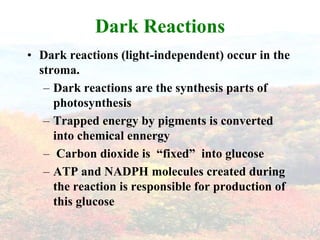 Dark Reactions
• Dark reactions (light-independent) occur in the
  stroma.
   – Dark reactions are the synthesis parts of
     photosynthesis
   – Trapped energy by pigments is converted
     into chemical ennergy
   – Carbon dioxide is “fixed” into glucose
   – ATP and NADPH molecules created during
     the reaction is responsible for production of
     this glucose
 