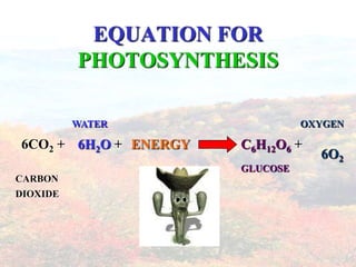 EQUATION FOR
          PHOTOSYNTHESIS

          WATER                  OXYGEN

6CO2 + 6H2O + ENERGY   C6H12O6 +
                                   6O2
                       GLUCOSE
CARBON
DIOXIDE
 