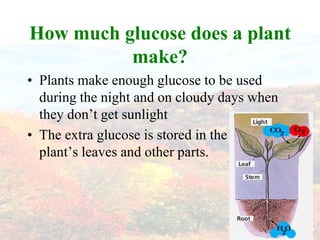 How much glucose does a plant
          make?
• Plants make enough glucose to be used
  during the night and on cloudy days when
  they don’t get sunlight
• The extra glucose is stored in the
  plant’s leaves and other parts.
 