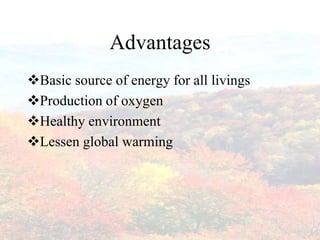 Advantages
Basic source of energy for all livings
Production of oxygen
Healthy environment
Lessen global warming
 