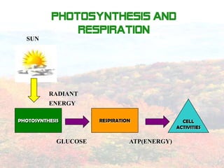 photosynthesis and
               respiration
  SUN




          RADIANT
          ENERGY

PHOTOSYNTHESIS         RESPIRATION               CELL
                                               ACTIVITIES

             GLUCOSE             ATP(ENERGY)
 