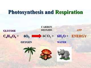 Photosynthesis and Respiration

                     CARBON
GLUCOSE              DIOXIDE           ATP

C6H12O6 +    6O2     6CO2 + 6H2O + ENERGY
            OXYGEN             WATER
 