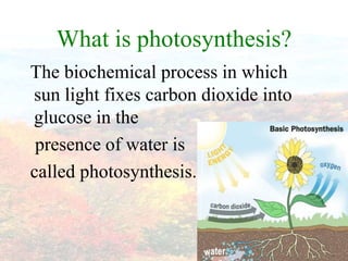 What is photosynthesis?
The biochemical process in which
sun light fixes carbon dioxide into
glucose in the
 presence of water is
called photosynthesis.
 