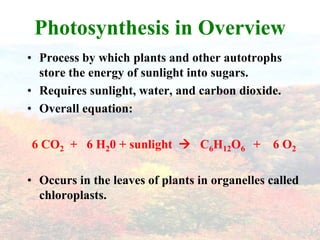 Photosynthesis in Overview
• Process by which plants and other autotrophs
  store the energy of sunlight into sugars.
• Requires sunlight, water, and carbon dioxide.
• Overall equation:

6 CO2 + 6 H20 + sunlight  C6H12O6 +           6 O2

• Occurs in the leaves of plants in organelles called
  chloroplasts.
 