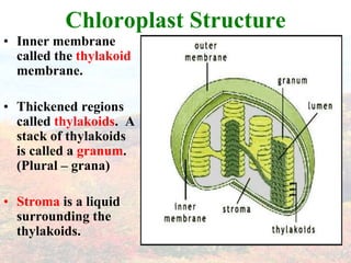 Chloroplast Structure
• Inner membrane
  called the thylakoid
  membrane.

• Thickened regions
  called thylakoids. A
  stack of thylakoids
  is called a granum.
  (Plural – grana)

• Stroma is a liquid
  surrounding the
  thylakoids.
 
