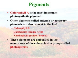 Pigments
• Chlorophyll A is the most important
  photosynthetic pigment.
• Other pigments called antenna or accessory
  pigments are also present in the leaf.
  – Chlorophyll B
  – Carotenoids (orange / red)
  – Xanthophylls (yellow / brown)
• These pigments are embedded in the
  membranes of the chloroplast in groups called
  photosystems.
 