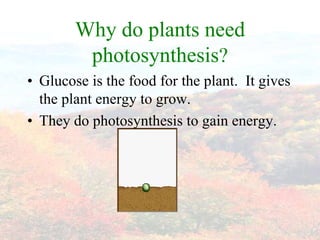 Requirements for
      photosynthesis to occur.

•   Light
•   Carbon Dioxide
•   Water
•   But the most important among t...