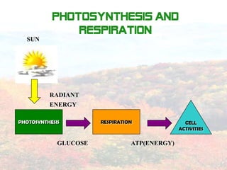 Photosynthesis and Respiration

                     CARBON
GLUCOSE              DIOXIDE           ATP

C6H12O6 +    6O2  ...