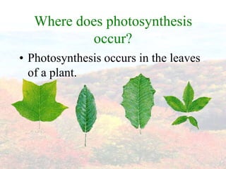 Where does photosynthesis
           occur?
• Photosynthesis occurs in the leaves
  of a plant.
 