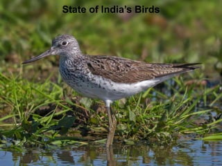 State of India’s Birds
 