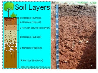 Soil