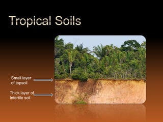 Small layer
of topsoil

Thick layer of
Infertile soil
 