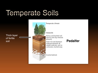Thick layer
of fertile
soil
 