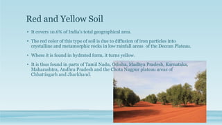 Red and Yellow Soil
• It covers 10.6% of India’s total geographical area.
• The red color of this type of soil is due to diffusion of iron particles into
crystalline and metamorphic rocks in low rainfall areas of the Deccan Plateau.
• Where it is found in hydrated form, it turns yellow.
• It is thus found in parts of Tamil Nadu, Odisha, Madhya Pradesh, Karnataka,
Maharashtra, Andhra Pradesh and the Chota Nagpur plateau areas of
Chhattisgarh and Jharkhand.
 