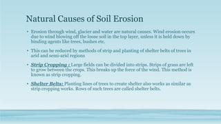 Natural Causes of Soil Erosion
• Erosion through wind, glacier and water are natural causes. Wind erosion occurs
due to wind blowing off the loose soil in the top layer, unless it is held down by
binding agents like trees, bushes etc.
• This can be reduced by methods of strip and planting of shelter belts of trees in
arid and semi-arid regions
• Strip Cropping : Large fields can be divided into strips. Strips of grass are left
to grow between the crops. This breaks up the force of the wind. This method is
known as strip cropping.
• Shelter Belts: Planting lines of trees to create shelter also works as similar as
strip cropping works. Rows of such trees are called shelter belts.
 