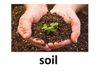 soil
 