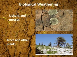 Biological Weathering
Trees and other
plants
Lichens and
mosses
 