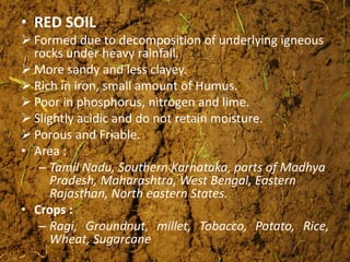 • RED SOIL
 Formed due to decomposition of underlying igneous
rocks under heavy rainfall.
 More sandy and less clayey.
 Rich in iron, small amount of Humus.
 Poor in phosphorus, nitrogen and lime.
 Slightly acidic and do not retain moisture.
 Porous and Friable.
• Area :
– Tamil Nadu, Southern Karnataka, parts of Madhya
Pradesh, Maharashtra, West Bengal, Eastern
Rajasthan, North eastern States.
• Crops :
– Ragi, Groundnut, millet, Tobacco, Potato, Rice,
Wheat, Sugarcane
 