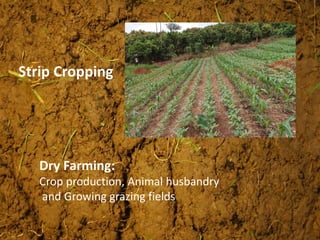 Strip Cropping
Dry Farming:
Crop production, Animal husbandry
and Growing grazing fields
 