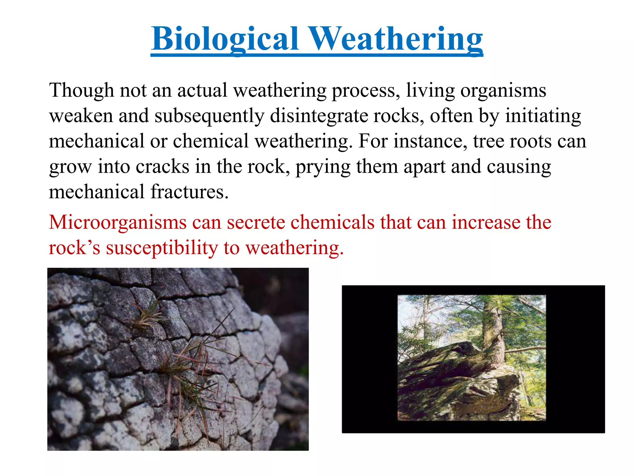Biological Weathering
Though not an actual weathering process, living organisms
weaken and subsequently disintegrate rocks, often by initiating
mechanical or chemical weathering. For instance, tree roots can
grow into cracks in the rock, prying them apart and causing
mechanical fractures.
Microorganisms can secrete chemicals that can increase the
rock’s susceptibility to weathering.
 