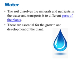 Water
• The soil dissolves the minerals and nutrients in
the water and transports it to different parts of
the plants.
• These are essential for the growth and
development of the plant.
 