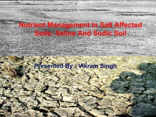 Nutrient Management In Salt Affected
Soils: Saline And Sodic Soil
Presented By : Vikram Singh
 
