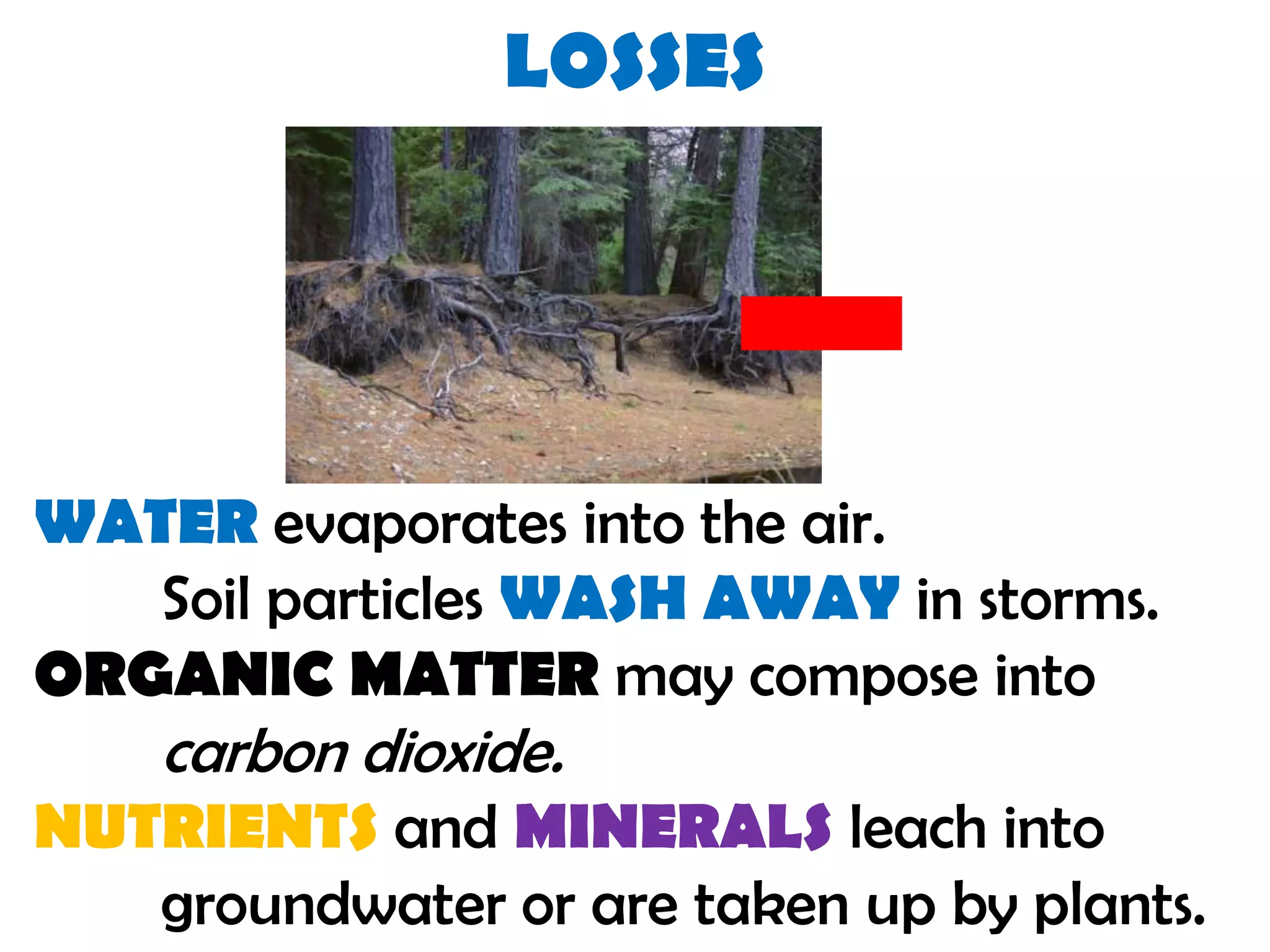LOSSES
WATER evaporates into the air.
Soil particles WASH AWAY in storms.
ORGANIC MATTER may compose into
carbon dioxide.
NUTRIENTS and MINERALS leach into
groundwater or are taken up by plants.
 