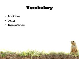 Vocabulary
• Additions
• Losses
• Translocation
 