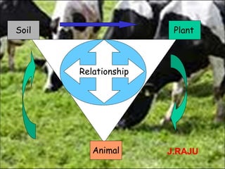 Soil Plant
Animal
Relationship
J.RAJU
 