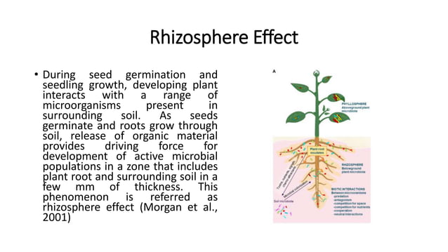 Soil Plant-Microbe Interactions in Rhizosphere | PPTX | Gardening ...