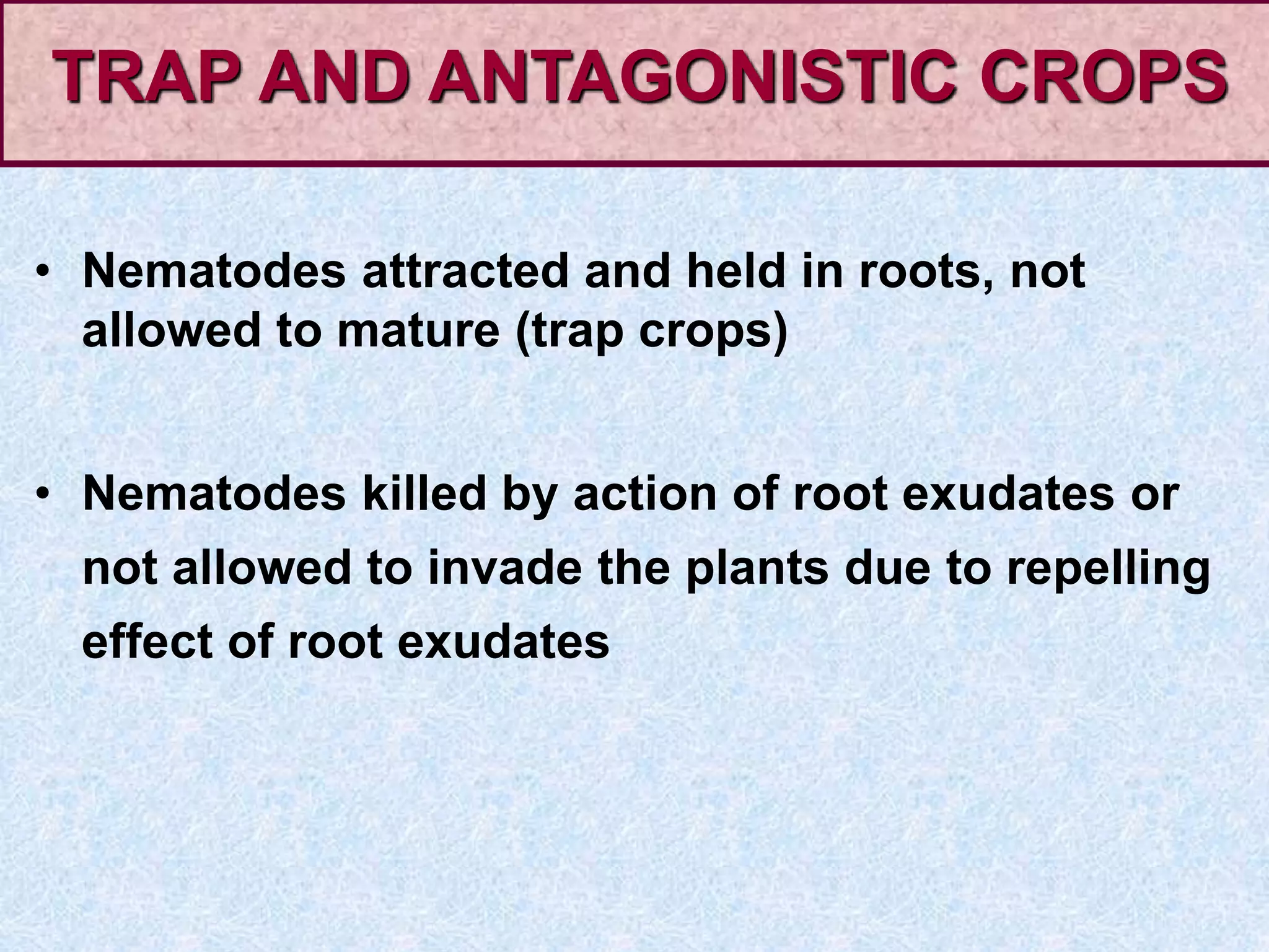 • Nematodes attracted and held in roots, not
allowed to mature (trap crops)
• Nematodes killed by action of root exudates or
not allowed to invade the plants due to repelling
effect of root exudates
TRAP AND ANTAGONISTIC CROPS
 