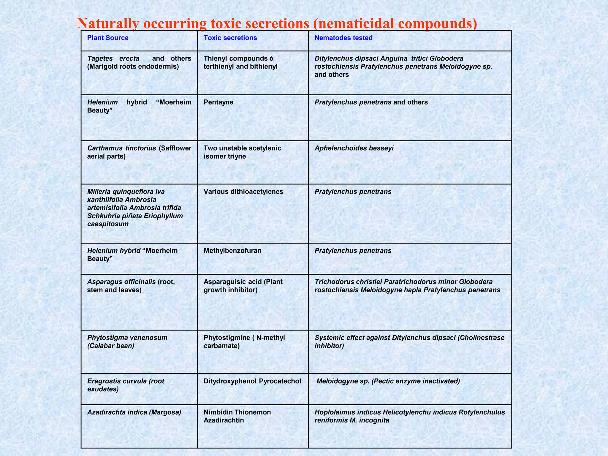 Naturally occurring toxic secretions (nematicidal compounds)
Plant Source Toxic secretions Nematodes tested
Tagetes erecta and others
(Marigold roots endodermis)
Thienyl compounds ά
terthienyl and bithienyl
Ditylenchus dipsaci Anguina tritici Globodera
rostochiensis Pratylenchus penetrans Meloidogyne sp.
and others
Helenium hybrid “Moerheim
Beauty”
Pentayne Pratylenchus penetrans and others
Carthamus tinctorius (Safflower
aerial parts)
Two unstable acetylenic
isomer triyne
Aphelenchoides besseyi
Milleria quinqueflora Iva
xanthiifolia Ambrosia
artemisifolia Ambrosia trifida
Schkuhria piñata Eriophyllum
caespitosum
Various dithioacetylenes Pratylenchus penetrans
Helenium hybrid “Moerheim
Beauty”
Methylbenzofuran Pratylenchus penetrans
Asparagus officinalis (root,
stem and leaves)
Asparaguisic acid (Plant
growth inhibitor)
Trichodorus christiei Paratrichodorus minor Globodera
rostochiensis Meloidogyne hapla Pratylenchus penetrans
Phytostigma venenosum
(Calabar bean)
Phytostigmine ( N-methyl
carbamate)
Systemic effect against Ditylenchus dipsaci (Cholinestrase
inhibitor)
Eragrostis curvula (root
exudates)
Ditydroxyphenol Pyrocatechol Meloidogyne sp. (Pectic enzyme inactivated)
Azadirachta indica (Margosa) Nimbidin Thionemon
Azadirachtin
Hoplolaimus indicus Helicotylenchu indicus Rotylenchulus
reniformis M. incognita
 