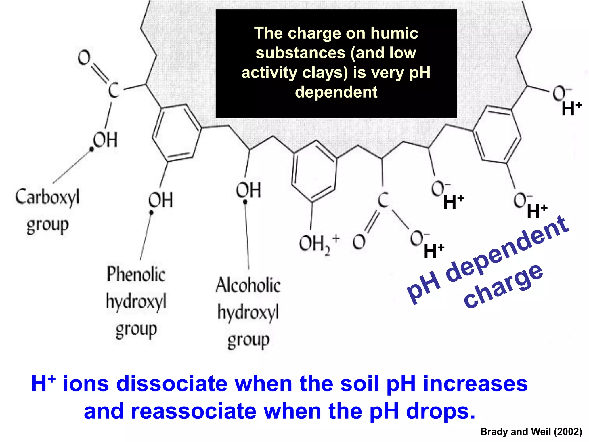 The charge on humic
                     substances (and low
                   activity clays) is very pH
                           dependent
                                                                     H+



                                                H+            H+

                                           H+




H+ ions dissociate when the soil pH increases
     and reassociate when the pH drops.
                                                     Brady and Weil (2002)
 