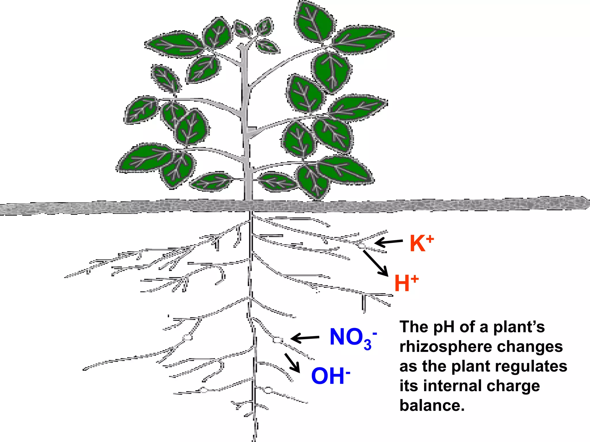 K+
           H+

       -   The pH of a plant’s
 NO3       rhizosphere changes
           as the plant regulates
OH-        its internal charge
           balance.
 