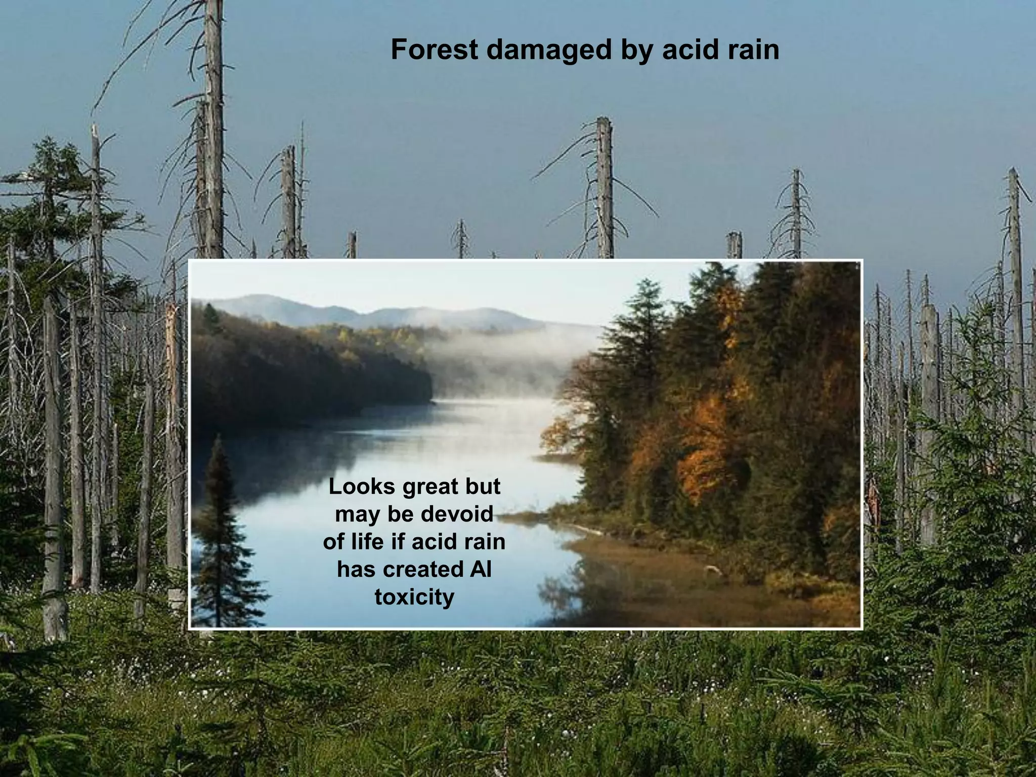 Forest damaged by acid rain




Looks great but
 may be devoid
of life if acid rain
 has created Al
      toxicity
 