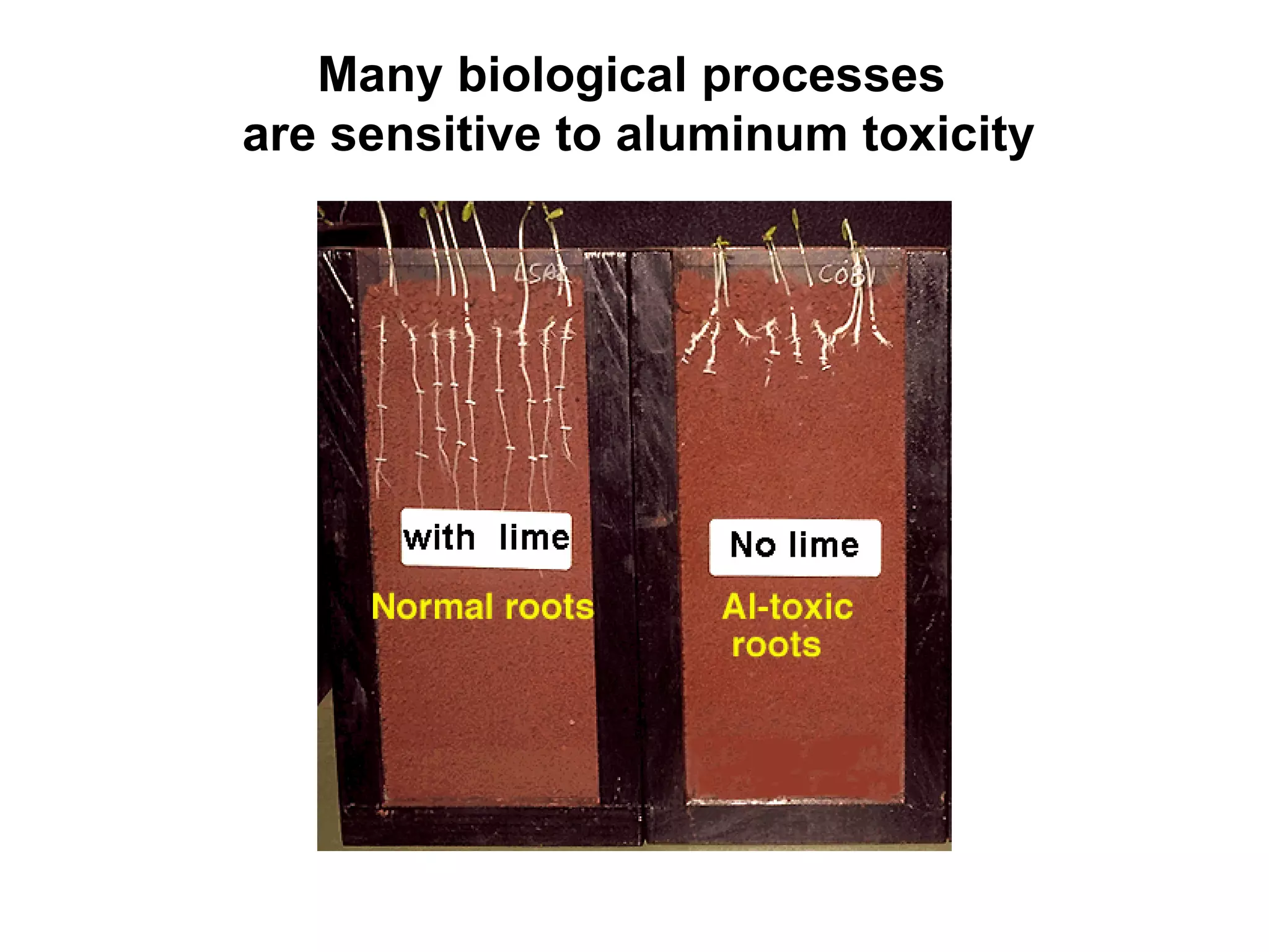 Many biological processes
are sensitive to aluminum toxicity
 