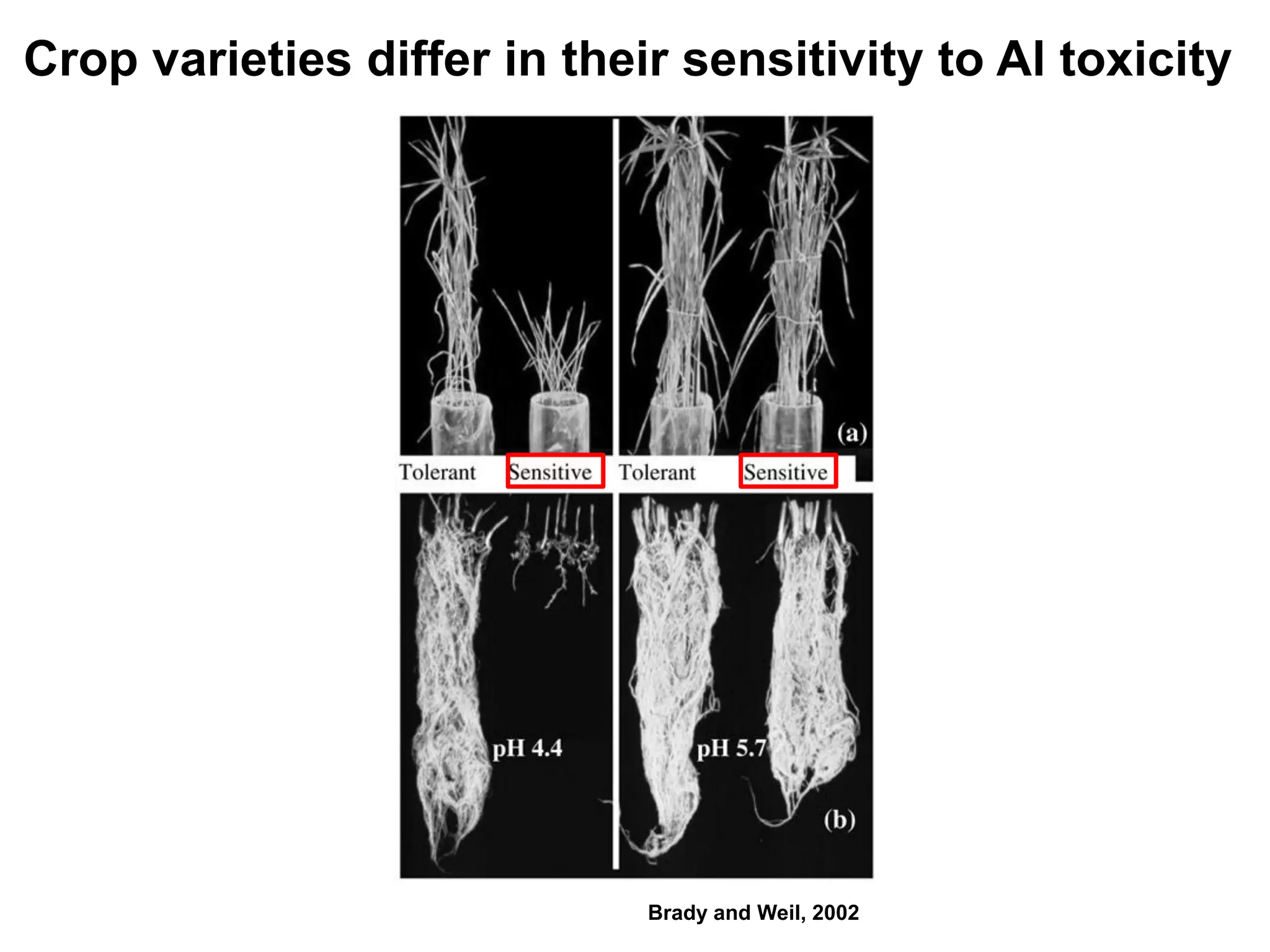 Crop varieties differ in their sensitivity to Al toxicity




                             Brady and Weil, 2002
 