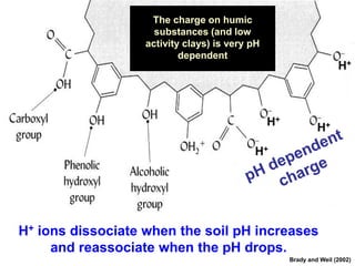 The charge on humic
                     substances (and low
                   activity clays) is very pH
                           dependent
                                                                     H+



                                                H+            H+

                                           H+




H+ ions dissociate when the soil pH increases
     and reassociate when the pH drops.
                                                     Brady and Weil (2002)
 