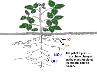 K+
           H+

       -   The pH of a plant’s
 NO3       rhizosphere changes
           as the plant regulates
OH-        its internal charge
           balance.
 