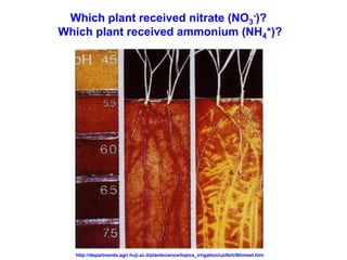Which plant received nitrate (NO3-)?
Which plant received ammonium (NH4+)?




  http://departments.agri.huji.ac.il/plantscience/topics_irrigation/uzifert/4thmeet.htm
 