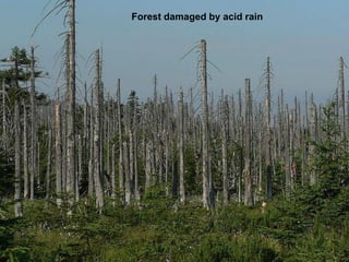 Forest damaged by acid rain
 