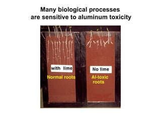Many biological processes
are sensitive to aluminum toxicity
 