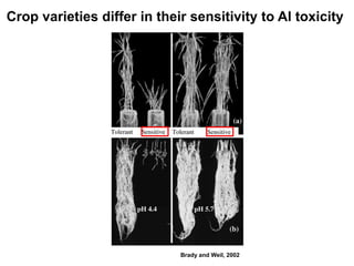 Crop varieties differ in their sensitivity to Al toxicity




                             Brady and Weil, 2002
 